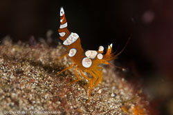 BD-161025-Pantar-2848-Thor-amboinensis-(de-Man.-1888)-[Sqat-anemone-shrimp].jpg